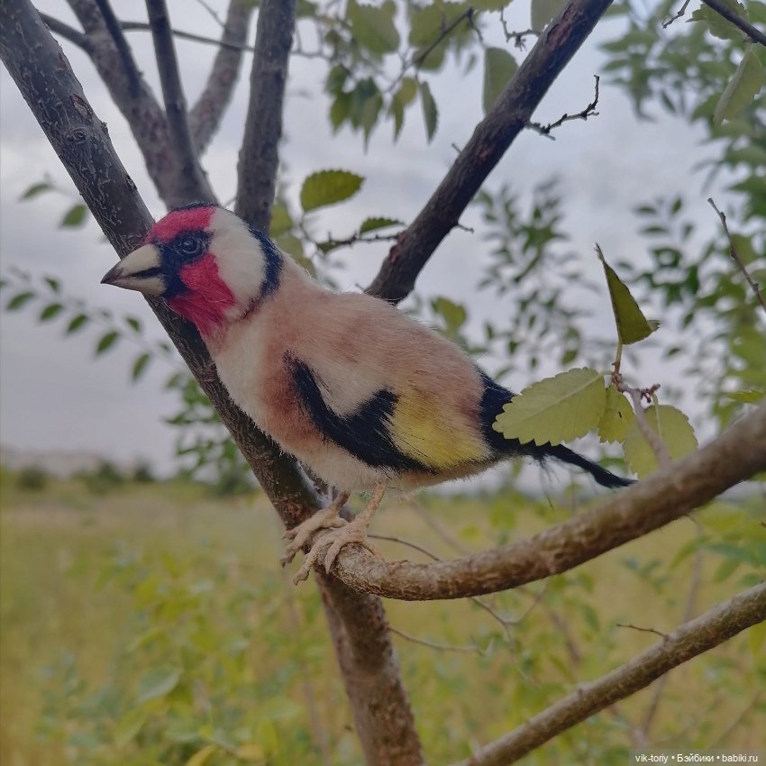 Щегол — Игрушки в смешанной технике (мех и глина): Арт (фото 5)