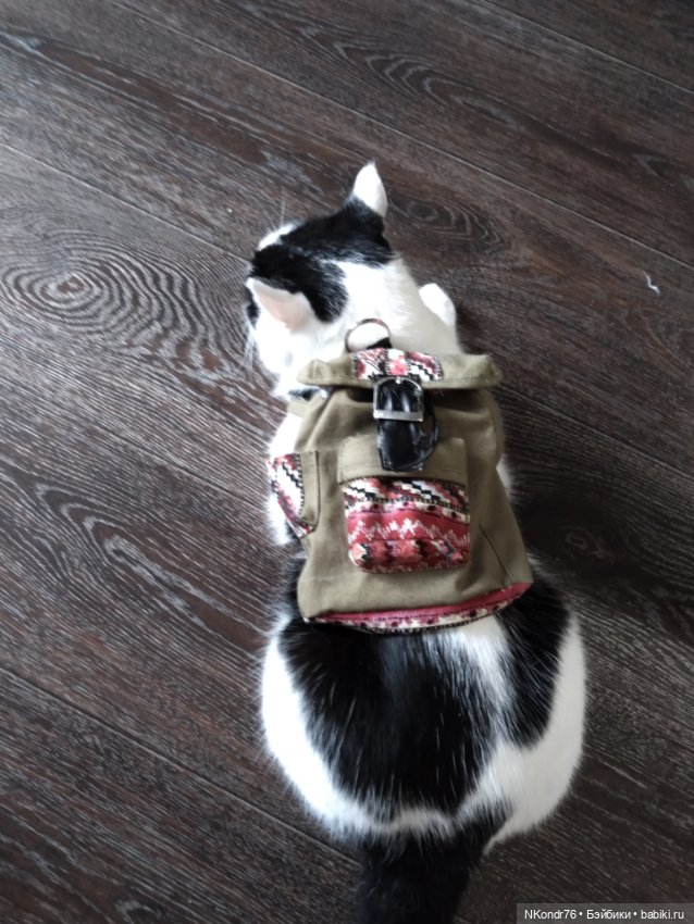 Провалившийся план пошива вещей на кошек (фото 4)