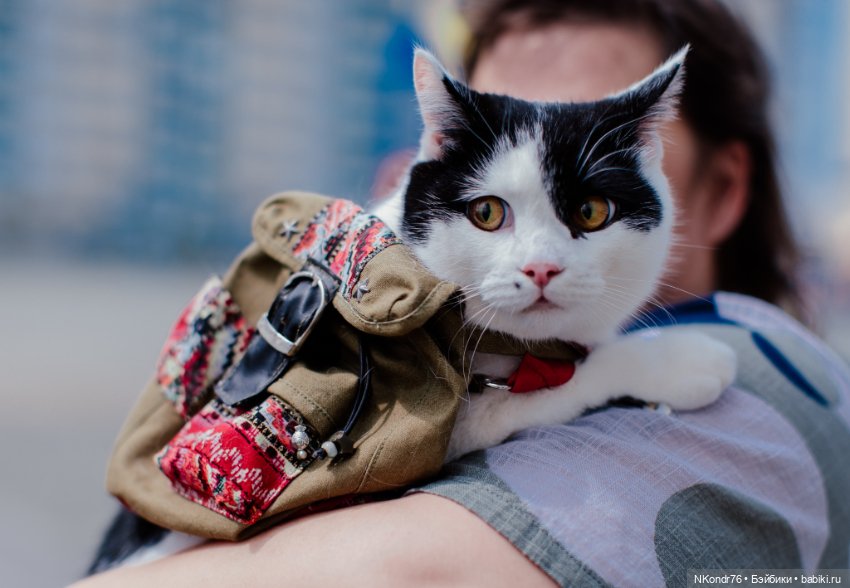 Провалившийся план пошива вещей на кошек (фото 2)