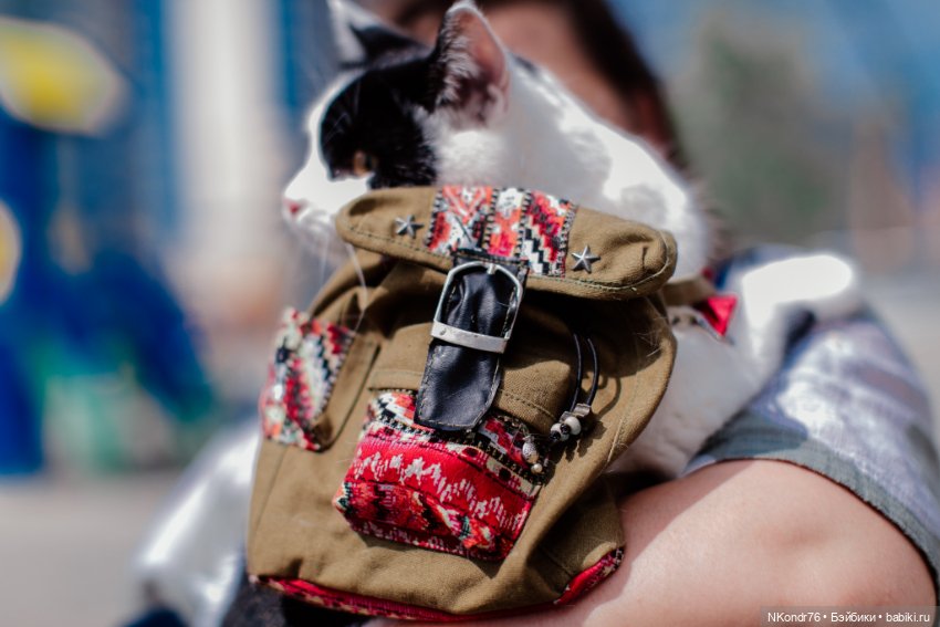 Провалившийся план пошива вещей на кошек (фото 3)