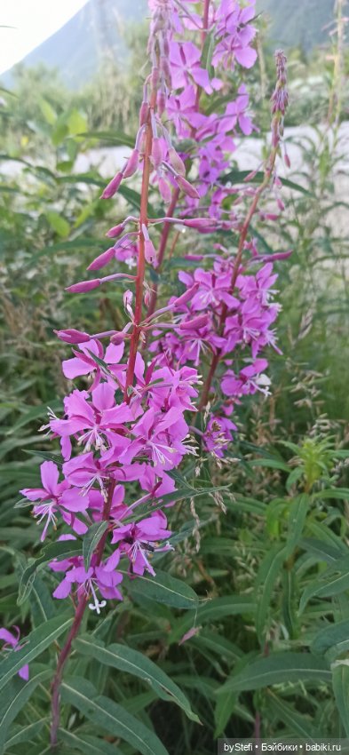 Немножко нашей северной природы