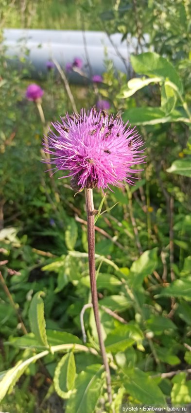Немножко нашей северной природы