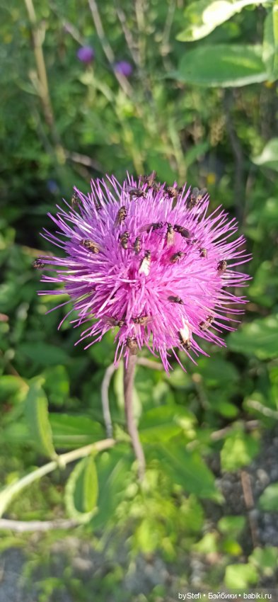 Немножко нашей северной природы