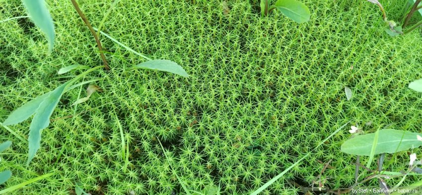 Немножко нашей северной природы