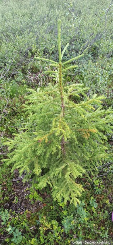 Немножко нашей северной природы (фото 10)