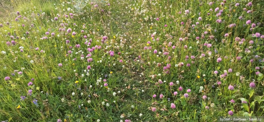 Немножко нашей северной природы (фото 5)