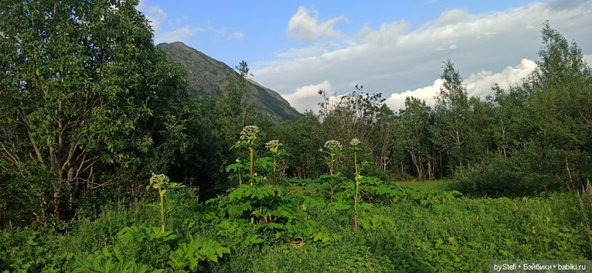 Немножко нашей северной природы (фото 6)