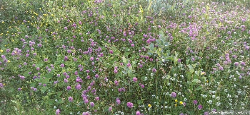 Немножко нашей северной природы (фото 4)