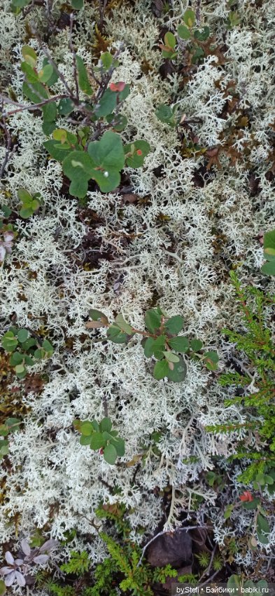 Немножко нашей северной природы