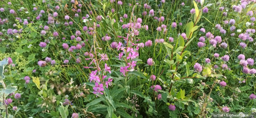Немножко нашей северной природы (фото 3)