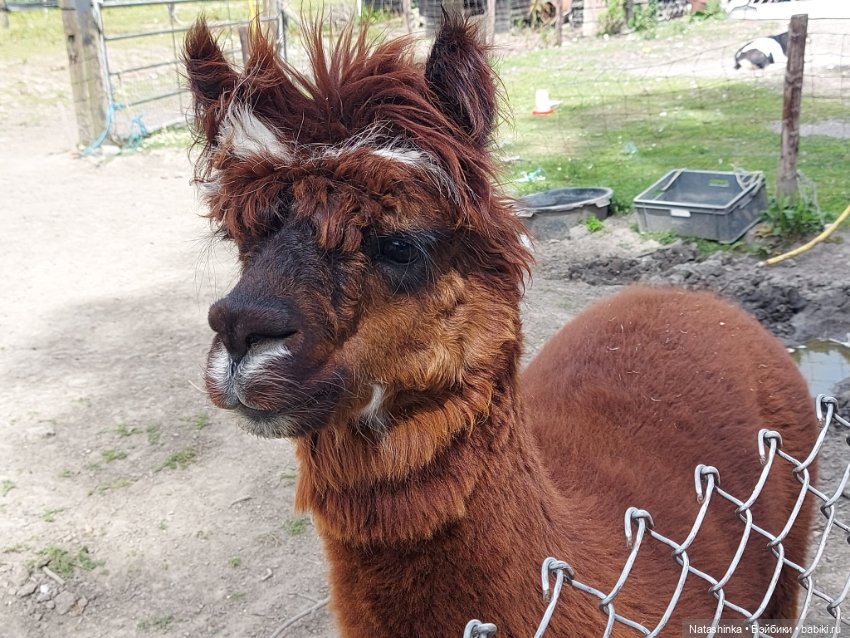 Fashion Dolls 399 — Туризм и путешествия: фотоотчеты из поездок (фото 9)