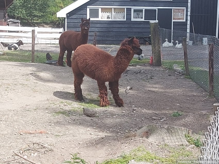 Fashion Dolls 399 — Туризм и путешествия: фотоотчеты из поездок