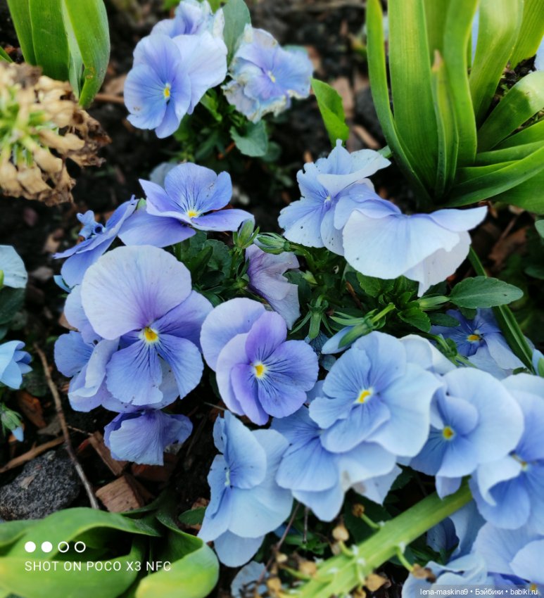 Парк Коломенское и Паолочка (фото 5)