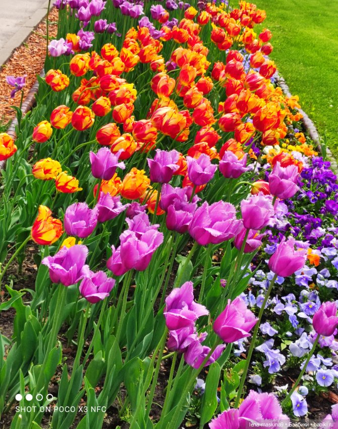 Парк Коломенское и Паолочка