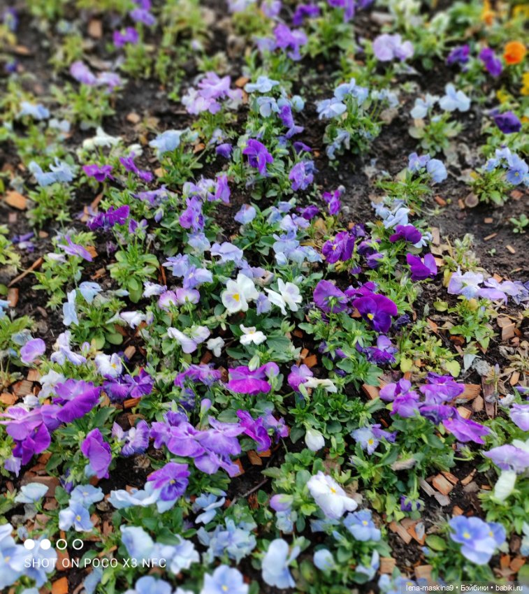 Парк Коломенское и Паолочка (фото 4)