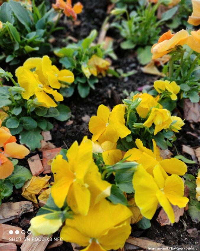 Парк Коломенское и Паолочка (фото 3)