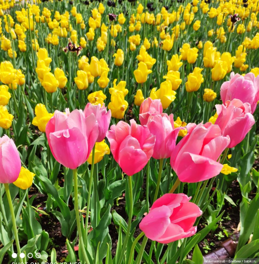 Парк Коломенское и Паолочка