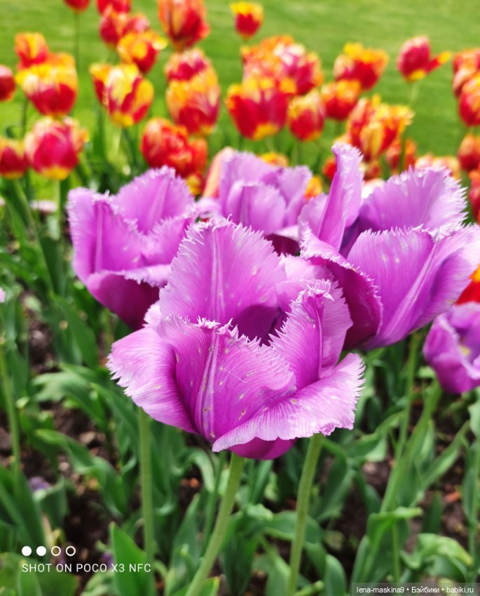 Парк Коломенское и Паолочка