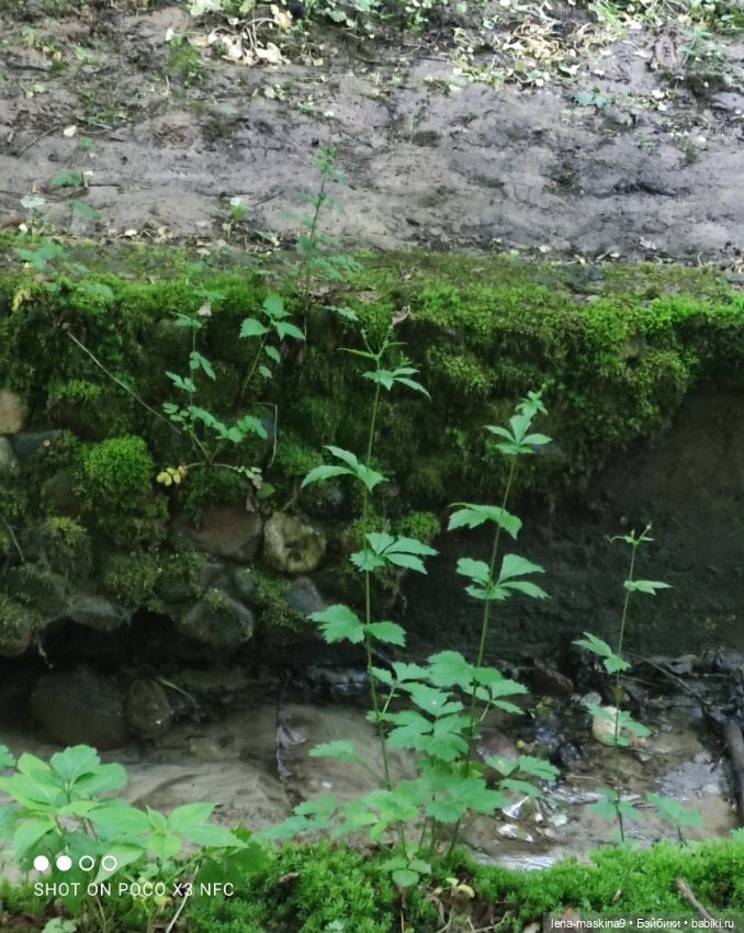 Парк- заповедник"Коломенское "и Клубничка