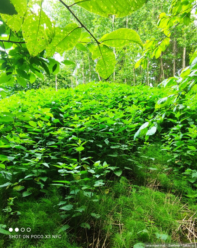 Парк- заповедник"Коломенское "и Клубничка