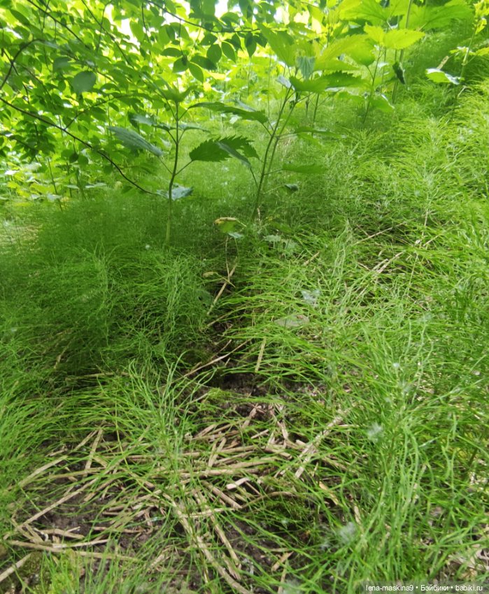 Парк- заповедник"Коломенское "и Клубничка