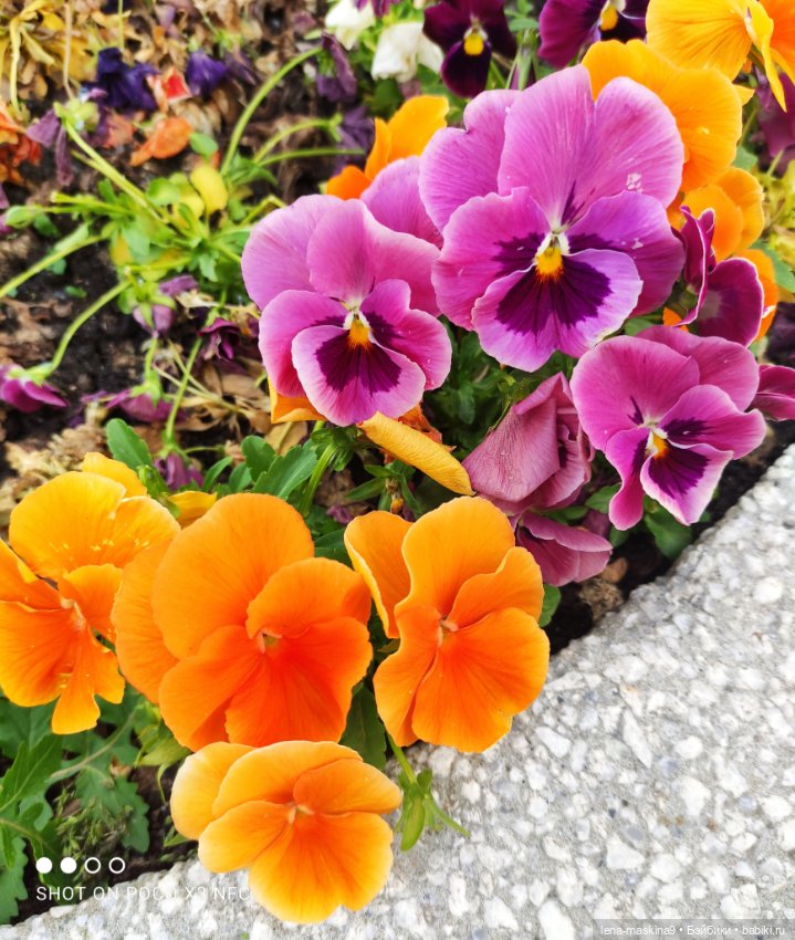 Парк- заповедник"Коломенское "и Клубничка (фото 2)