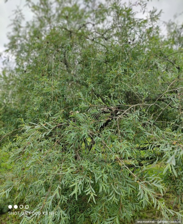 Парк- заповедник"Коломенское "и Клубничка