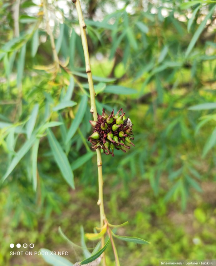 Парк- заповедник"Коломенское "и Клубничка