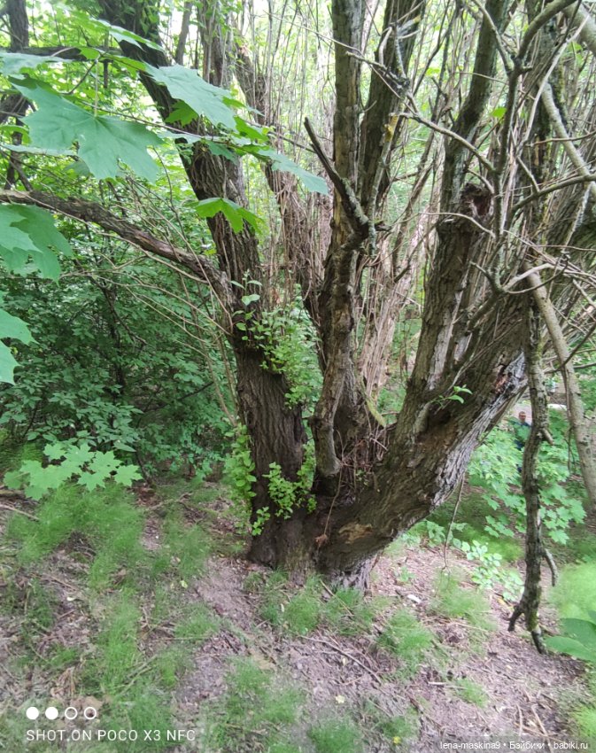 Парк- заповедник"Коломенское "и Клубничка