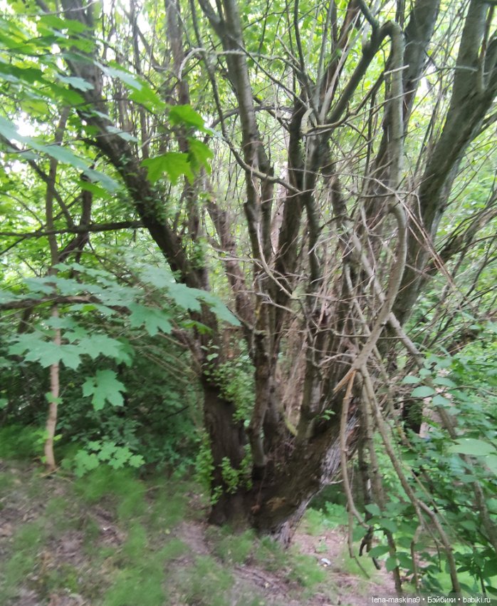 Парк- заповедник"Коломенское "и Клубничка