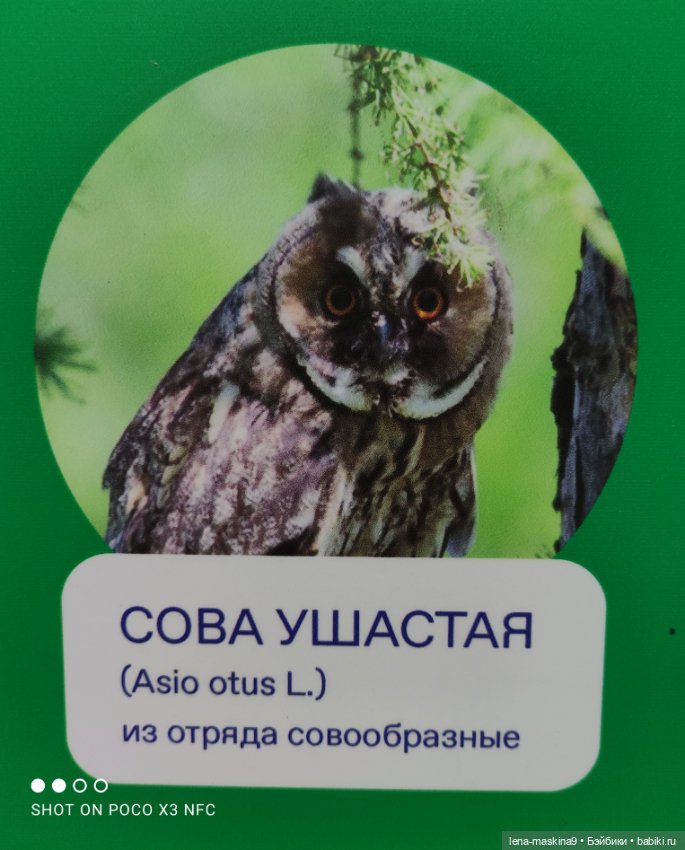 Парк- заповедник"Коломенское "и Клубничка