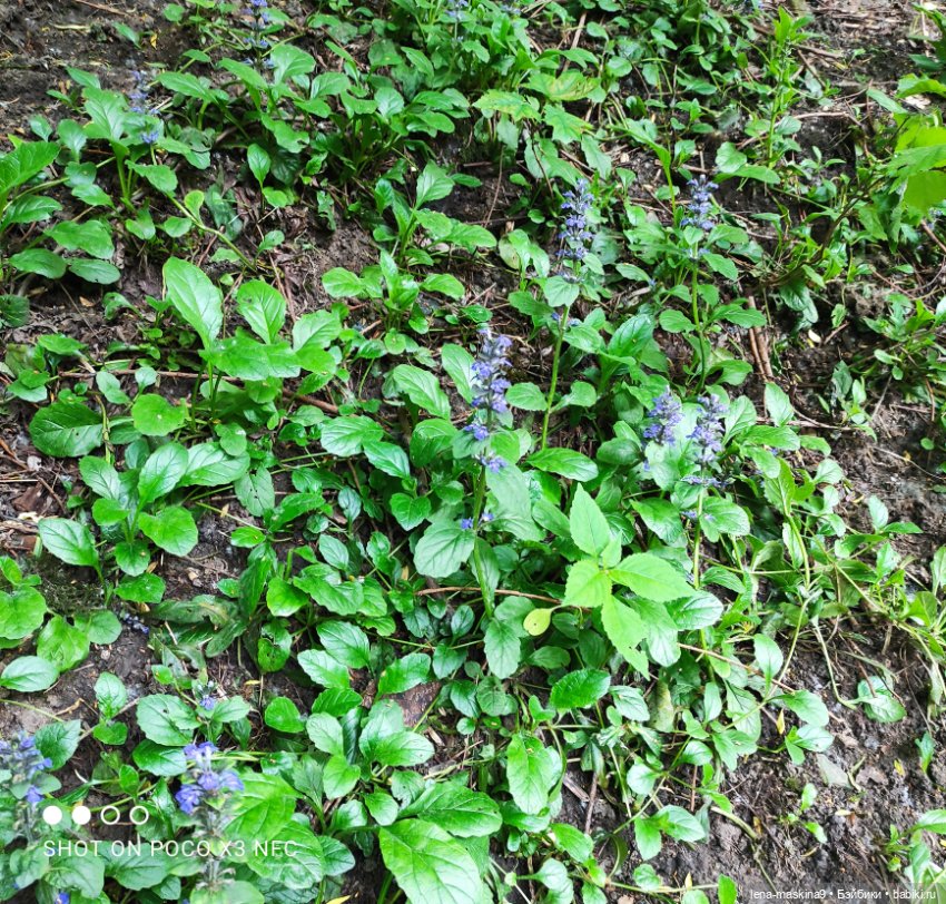 Парк- заповедник"Коломенское "и Клубничка