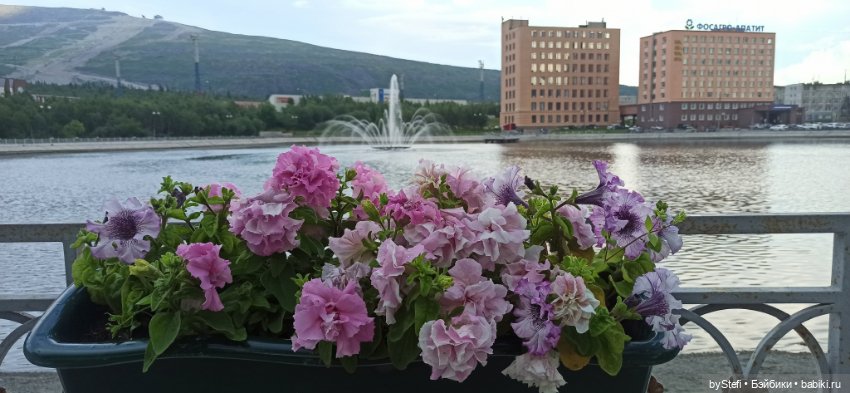 Небольшой кусочек нашего города. Цветочки (фото 8)