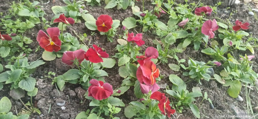 Небольшой кусочек нашего города. Цветочки