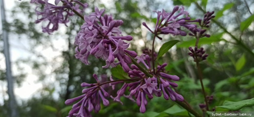 Небольшой кусочек нашего города. Цветочки