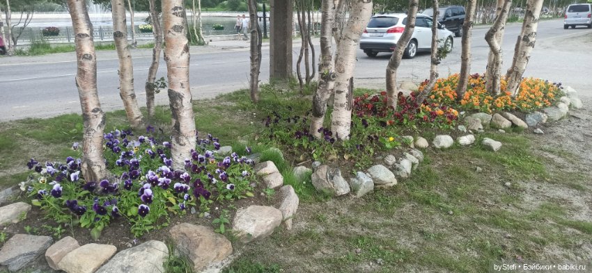 Небольшой кусочек нашего города. Цветочки