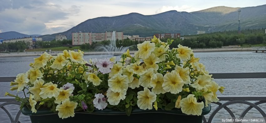 Небольшой кусочек нашего города. Цветочки (фото 6)