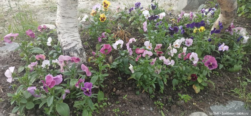 Небольшой кусочек нашего города. Цветочки