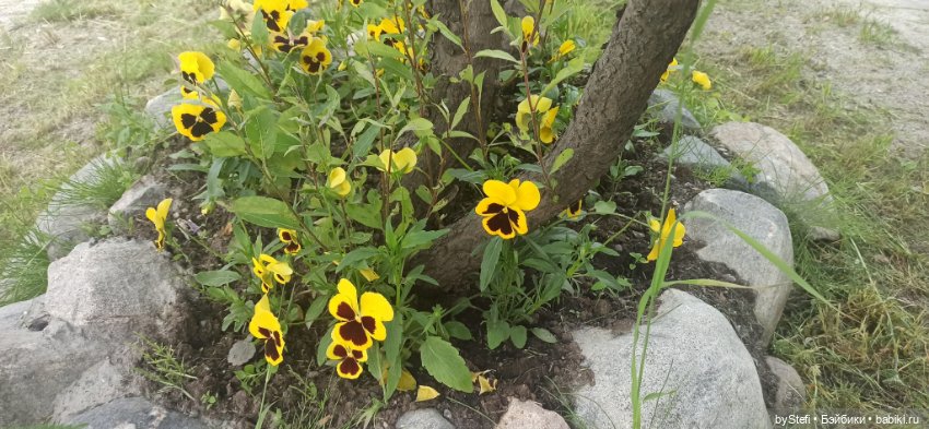 Небольшой кусочек нашего города. Цветочки