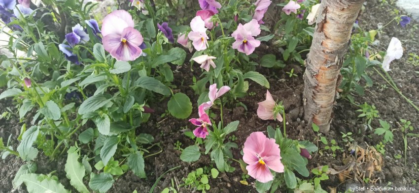 Небольшой кусочек нашего города. Цветочки