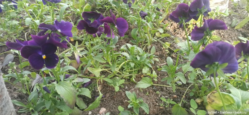 Небольшой кусочек нашего города. Цветочки (фото 10)