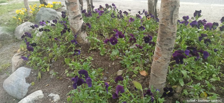 Небольшой кусочек нашего города. Цветочки