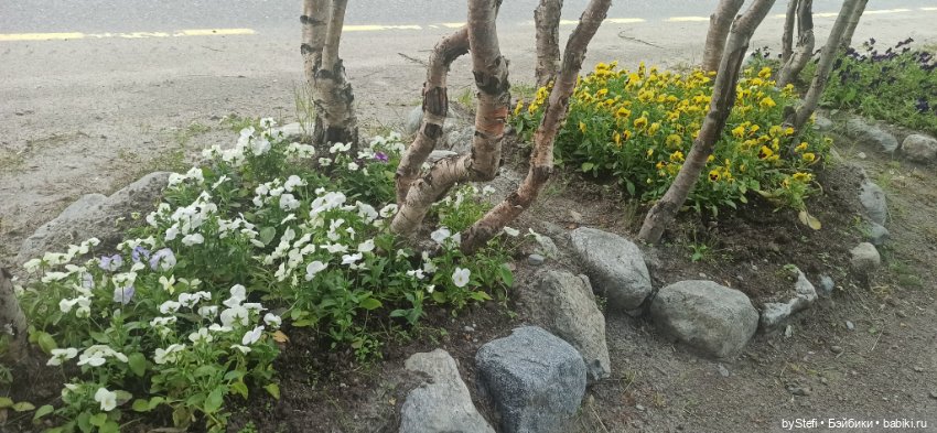 Небольшой кусочек нашего города. Цветочки