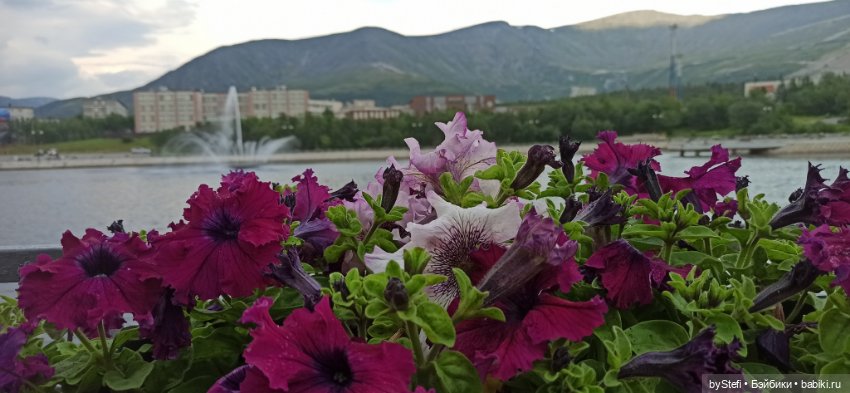 Небольшой кусочек нашего города. Цветочки (фото 5)