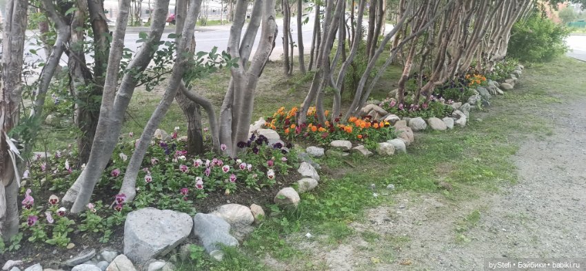 Небольшой кусочек нашего города. Цветочки