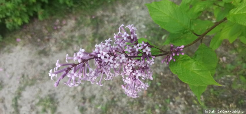 Небольшой кусочек нашего города. Цветочки