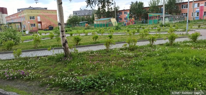 Небольшой кусочек нашего города. Цветочки (фото 3)