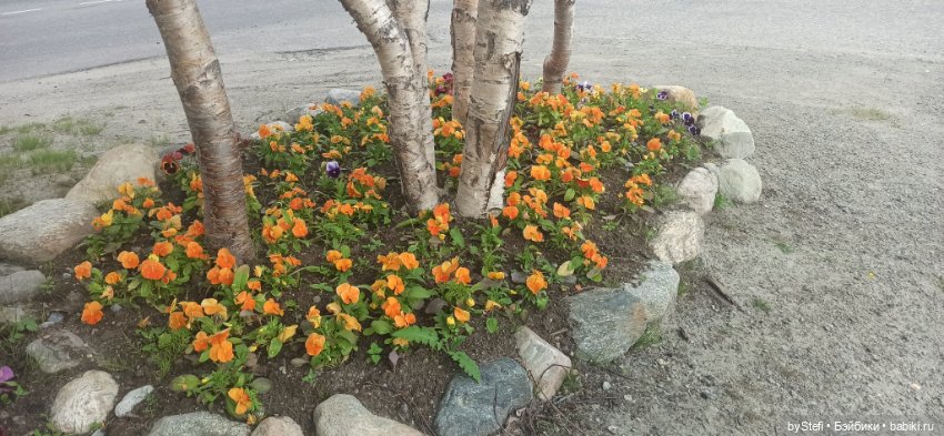 Небольшой кусочек нашего города. Цветочки