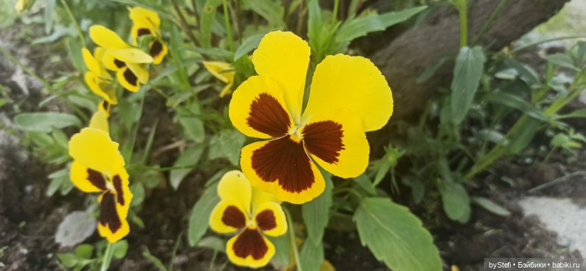 Небольшой кусочек нашего города. Цветочки