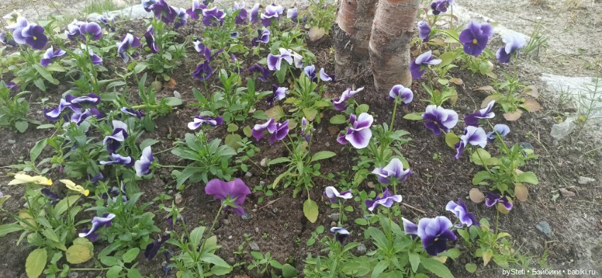 Небольшой кусочек нашего города. Цветочки (фото 9)